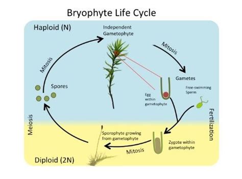 Question No Arrange The Following Events Of Life Cycle Of