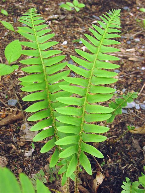 Polystichum acrostichoides - Alchetron, the free social encyclopedia