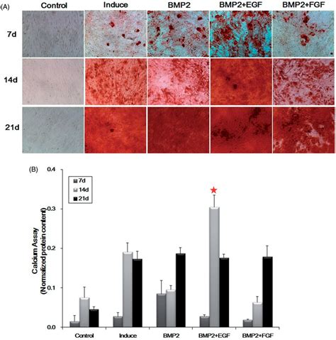 Alizarin Red S Staining And Calcium Assay A Alizarin Red S Staining