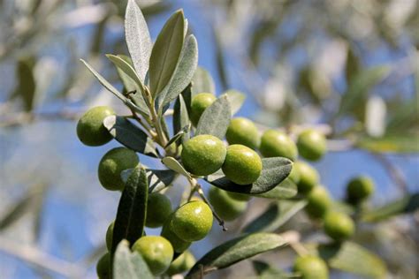 Exportar Aceite De Oliva Una Oportunidad De Negocio Despacho Y