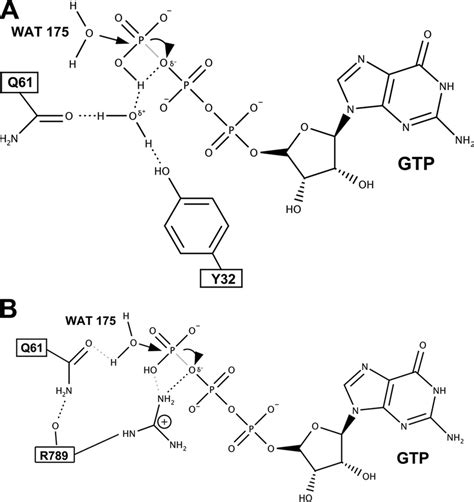 Schematic Diagram Of The Proposed Intrinsic And GAP Catalyzed GTP