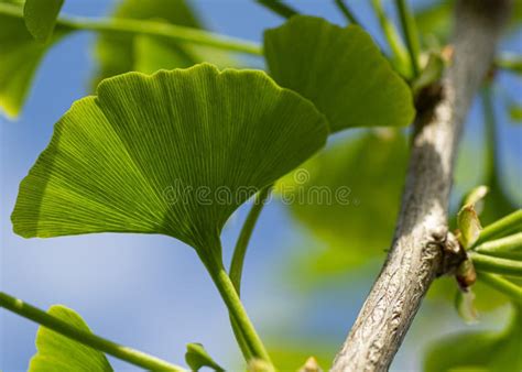 Blades Eines Ginkgo Biloba Baum Maidenhair Baum Ginkgophyta Stockbild