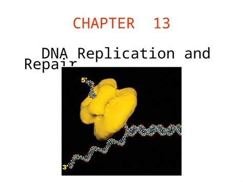 Ppt Chapter 13 Dna Replication And Repair Introduction Reproduction