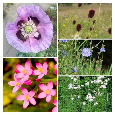 Pakket Inheemse Kruiden Bloemen Planten Buskruidje