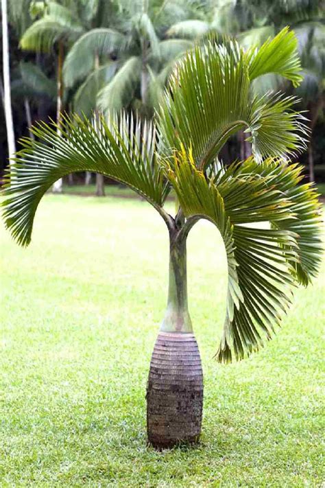 Bottle Palm Tree Outdoor Plants Plantshop Me