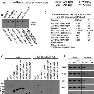 Par Mediates The Function Of Nbs During Early Dna Damage Response A