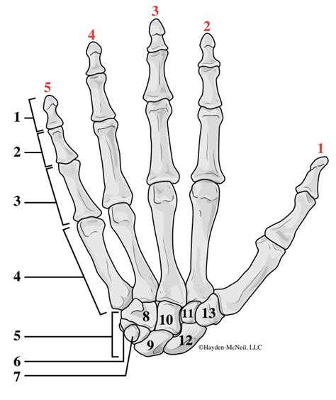 Human Hand Diagram Quizlet