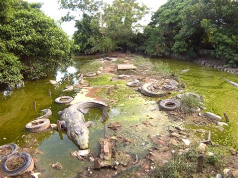 Penangkaran Buaya Terlengkap Di Kalimantan Timur Ulasan Penangkaran