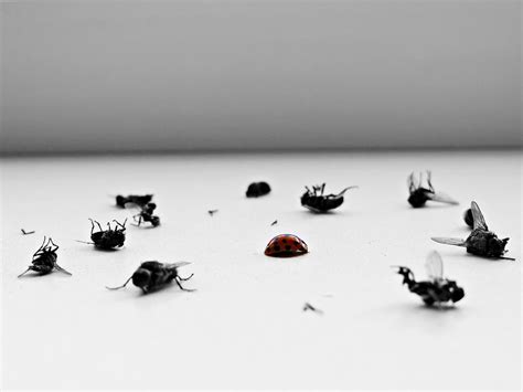 Easy And Natural Ways To Get Rid Of Houseflies Sa Garden And Home