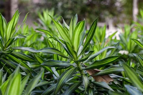 Dracaena Fragans Plantation Entretien Bouturage Rempotage