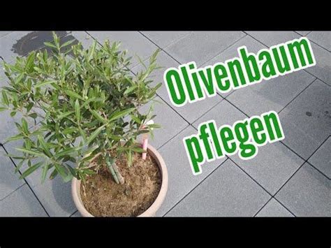 Olivenbaum Pflegen Gie En D Ngen Vermehren Standort Berwintern