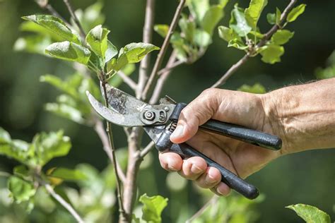 Handige Tips Om Je Tuin Winterklaar Te Maken