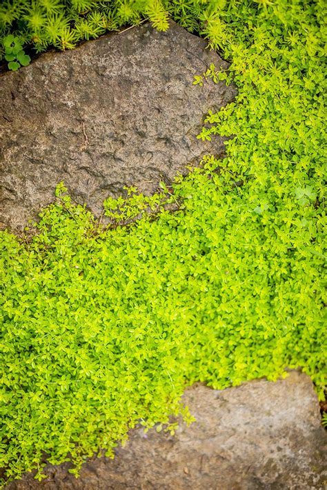 10 Easy Care Groundcovers For Shade That Grow In Tough Spots Ground