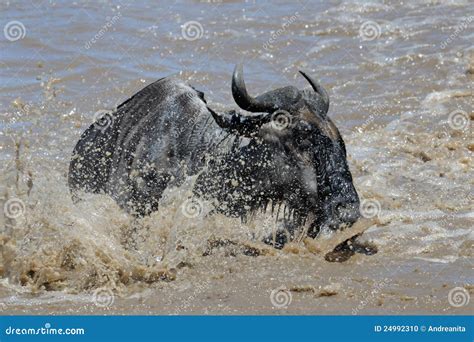 Crossing the Mara river stock photo. Image of bovid, herd - 24992310