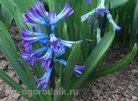 Когда выкапывать гиацинты после цветения. Нужно ли выкапывать на зиму