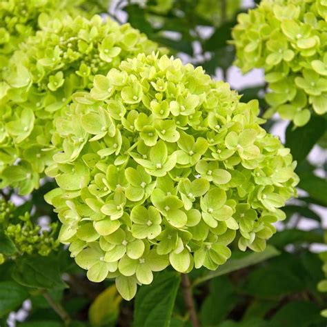 Hydrangea Little Lime Not Quite As Green As This Looks But A Good