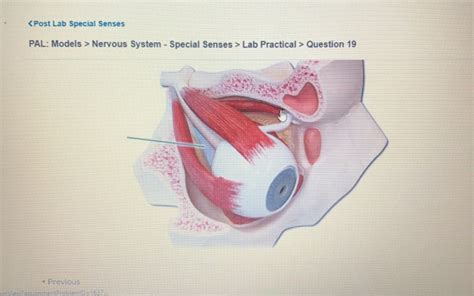 Solved Nervous System Special Senses Lab Practical Chegg