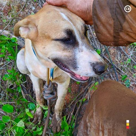 VÍDEO Cachorro desaparecido há dois dias é resgatado em pedra de 40