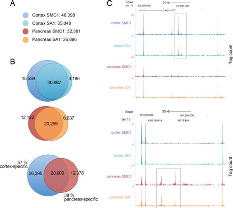 A Large Fraction Of Genomic Cohesin Positions Are Tissue Specific A