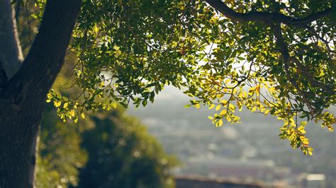 Green Leaves Tree Branches Bushes In Blur Ocean Water Bokeh Background