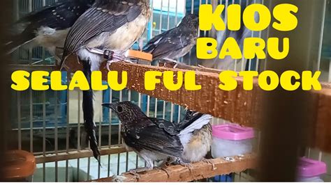 Kios Baru Yang Selalu Full Stock Di Pasar Burung Pramuka Suri Kicau