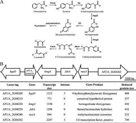 A L Tyrosine Degradation Pathway Modified From Reference 35 The