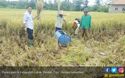 Kementan Optimistis Jaga Produksi Padi Di Musim Kering Sosial Di