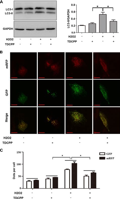 Tdcpp Alleviates H O Induced Autophagy A After H Pre Incubation