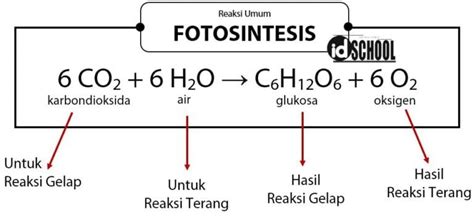 Perbedaan Reaksi Terang Dan Gelap Pada Proses Fotosintesis Tumbuhan