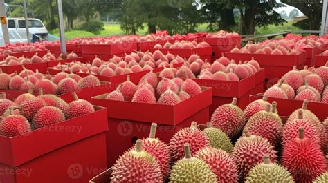 Freshly Picked Red Durian Fruit From Garden Placed In The Boxes