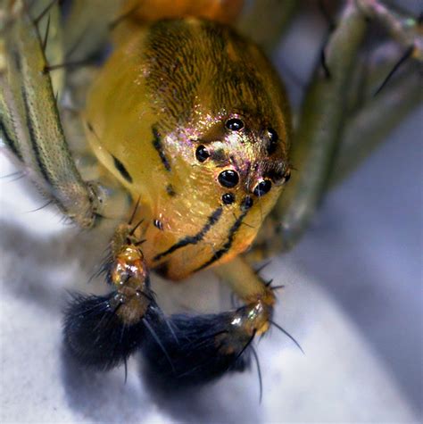 Male Striped Lynx Spider Oxyopes Salticus Smaller Than Flickr