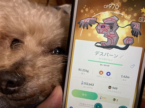 【ポケモンgo】ガラルデスマスをデスバーンに進化させる方法！相棒にしたままレイドバトルに10回勝つ！？