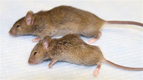 Upper Wild Type Mouse Lower Klotho Mutant Mouse The Klotho Mouse Is