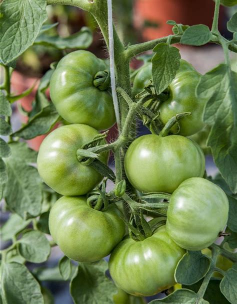 Tomate Marmande Sperli Saatgut