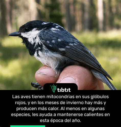 Sab As Que Las Aves Tienen Mitocondrias Curiosidades Datos