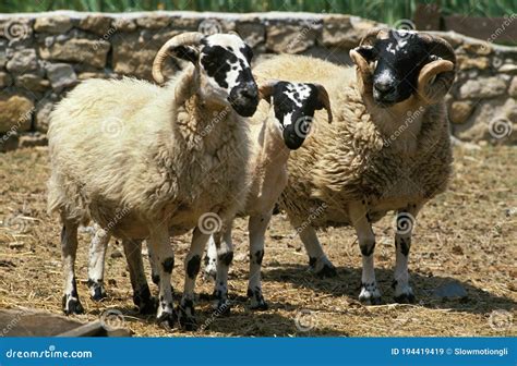 Scottish Black Face Sheep Ram With Ewe And Young Stock Image Image