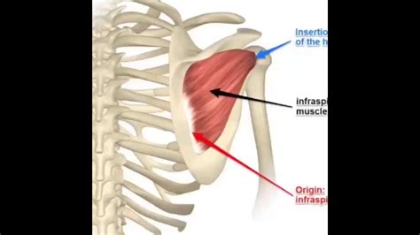 Infraspinatus Release Youtube