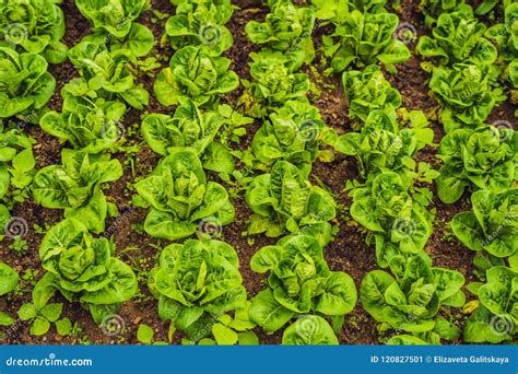 Butterhead Lettuce Salad Plantation Green Organic Vegetable Lea Stock