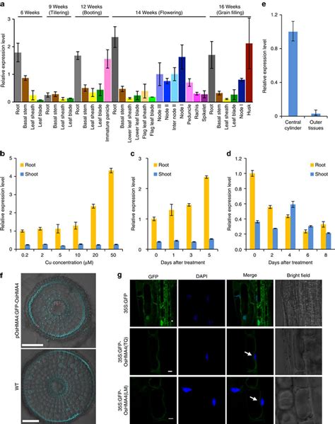 Expression Pattern And Subcellular Localization Of Oshma A