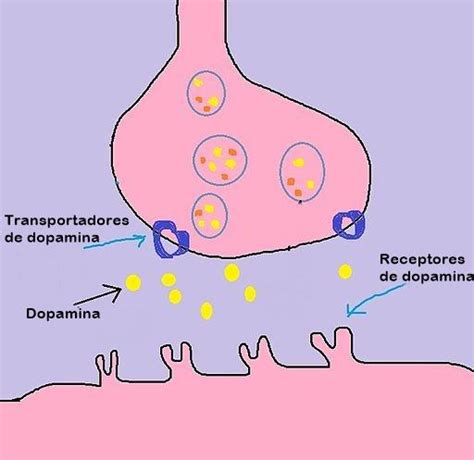 Neurônios dopaminérgicos características funções e vias