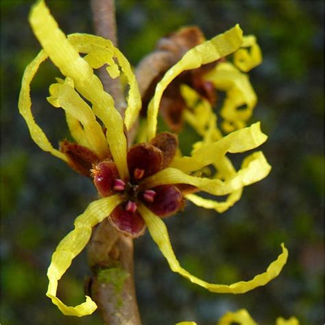 Hamamelis Intermedia Pallida Yellow Witch Hazel Trees And Shrubs