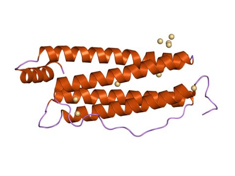 Apoferritins