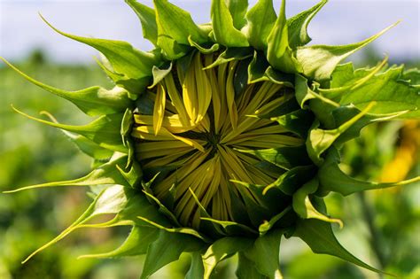 Girasol Naturaleza Flor Foto Gratis En Pixabay Pixabay