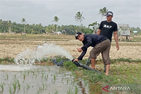 Tanggulangi Kekeringan Petani Mukomuko Sedot Air Sungai Ke Sawah