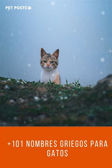 Nombres Griegos Para Gatos Dioses Mitol Gicos Nombres Para