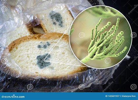 Mouldy Bread Stock Image | CartoonDealer.com #85124329