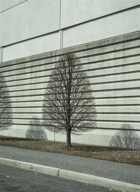 Tree In Nude Photograph By Daniel DiScala Fine Art America