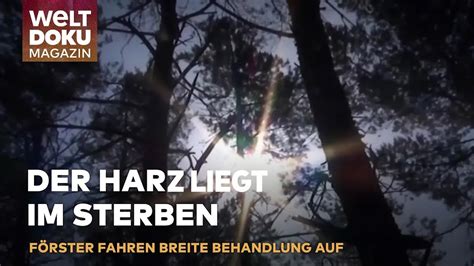 Im Kampf Gegen Das Waldsterben Klimawandel Und K Ferplage Bedrohen