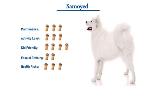 23+ Samoyed Dog Rescue - l2sanpiero