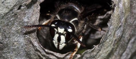 What Is A Bald Faced Hornet Identification Hornet Stings